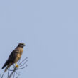 Buse variable